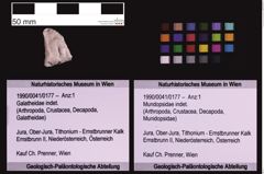 Foto (Objekt + Etiketten) von Mundopsidae indet. (NHMW-GEO-1990-0041-0177)